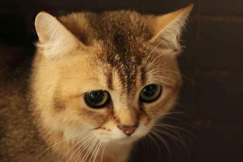 猫猫特写 1