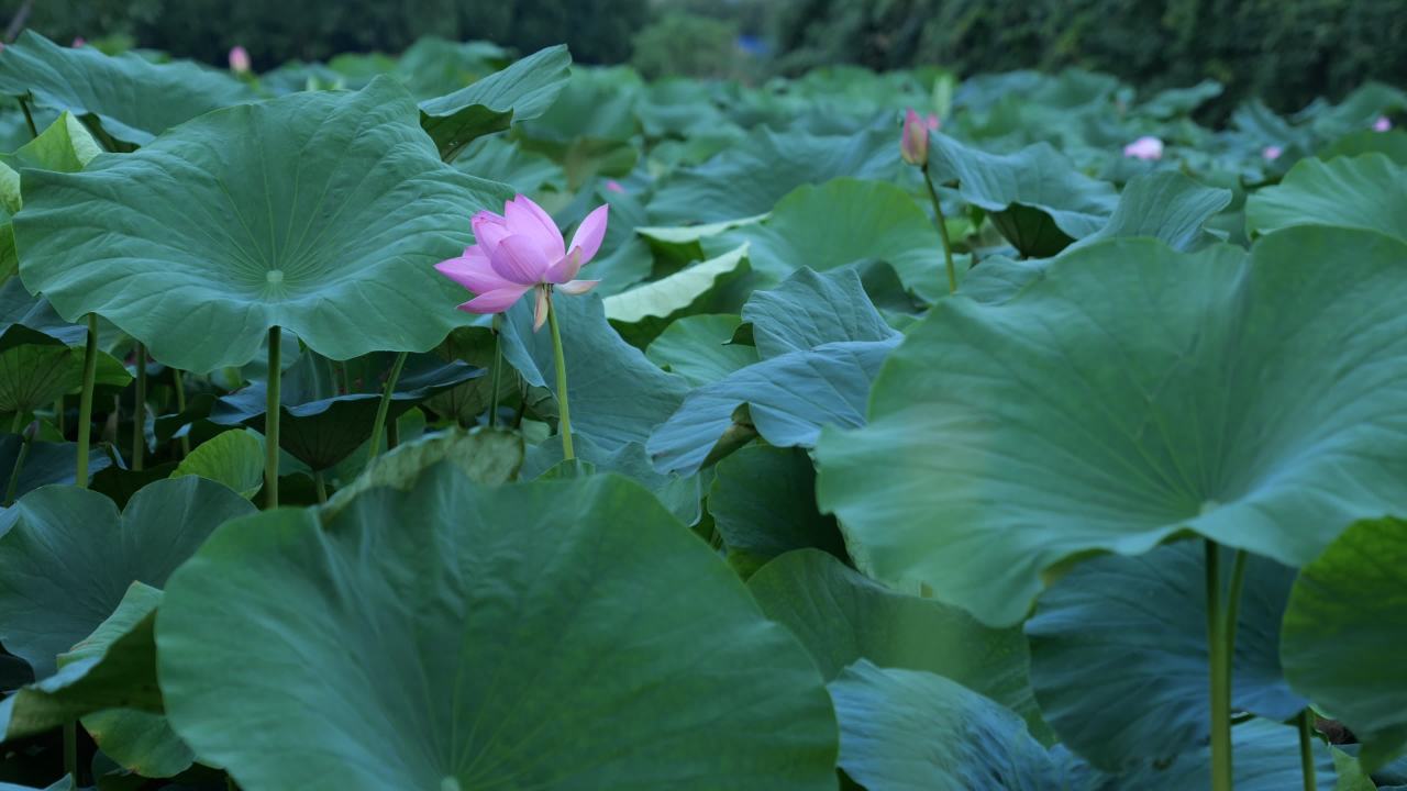 荷花 7