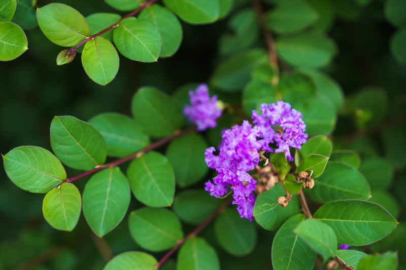 紫薇花 2