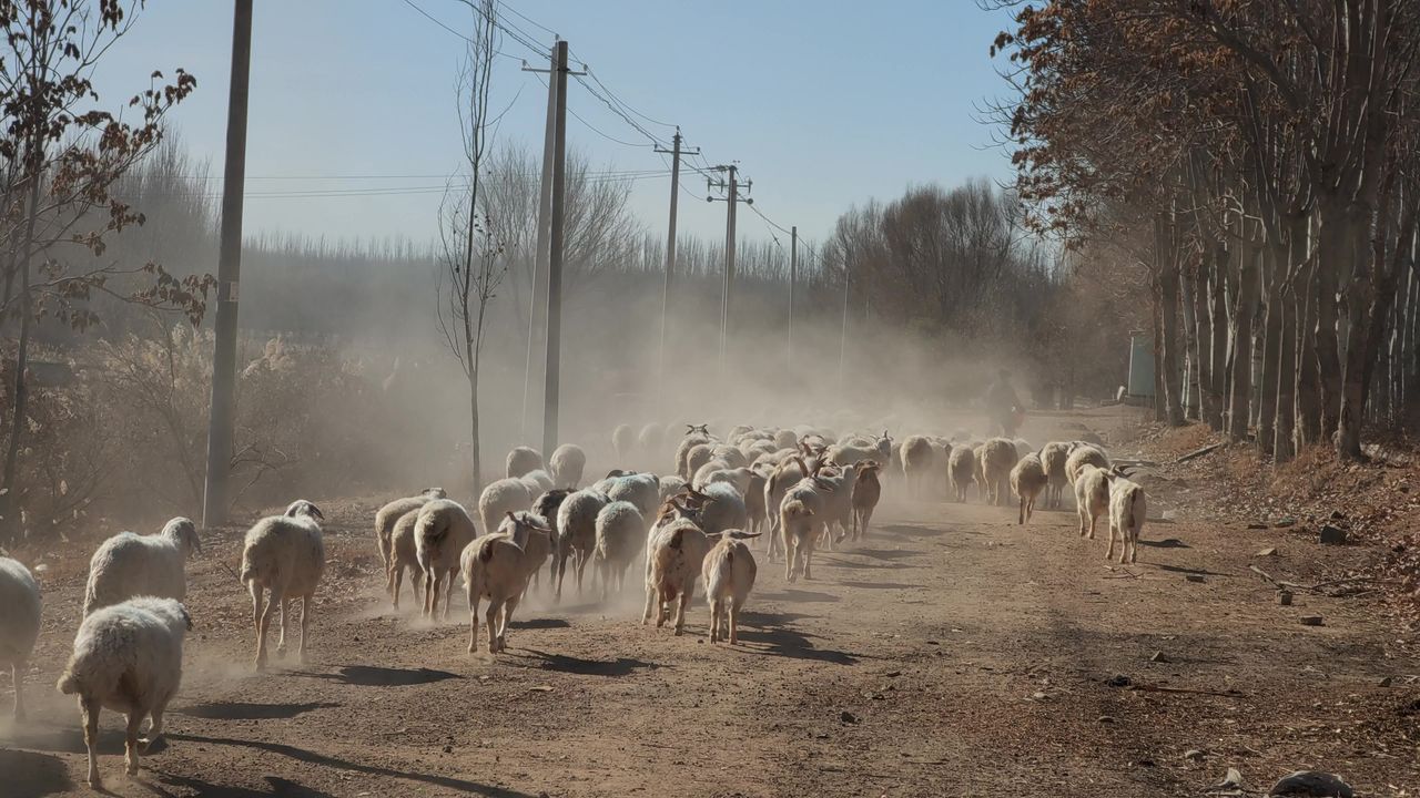 村庄羊群