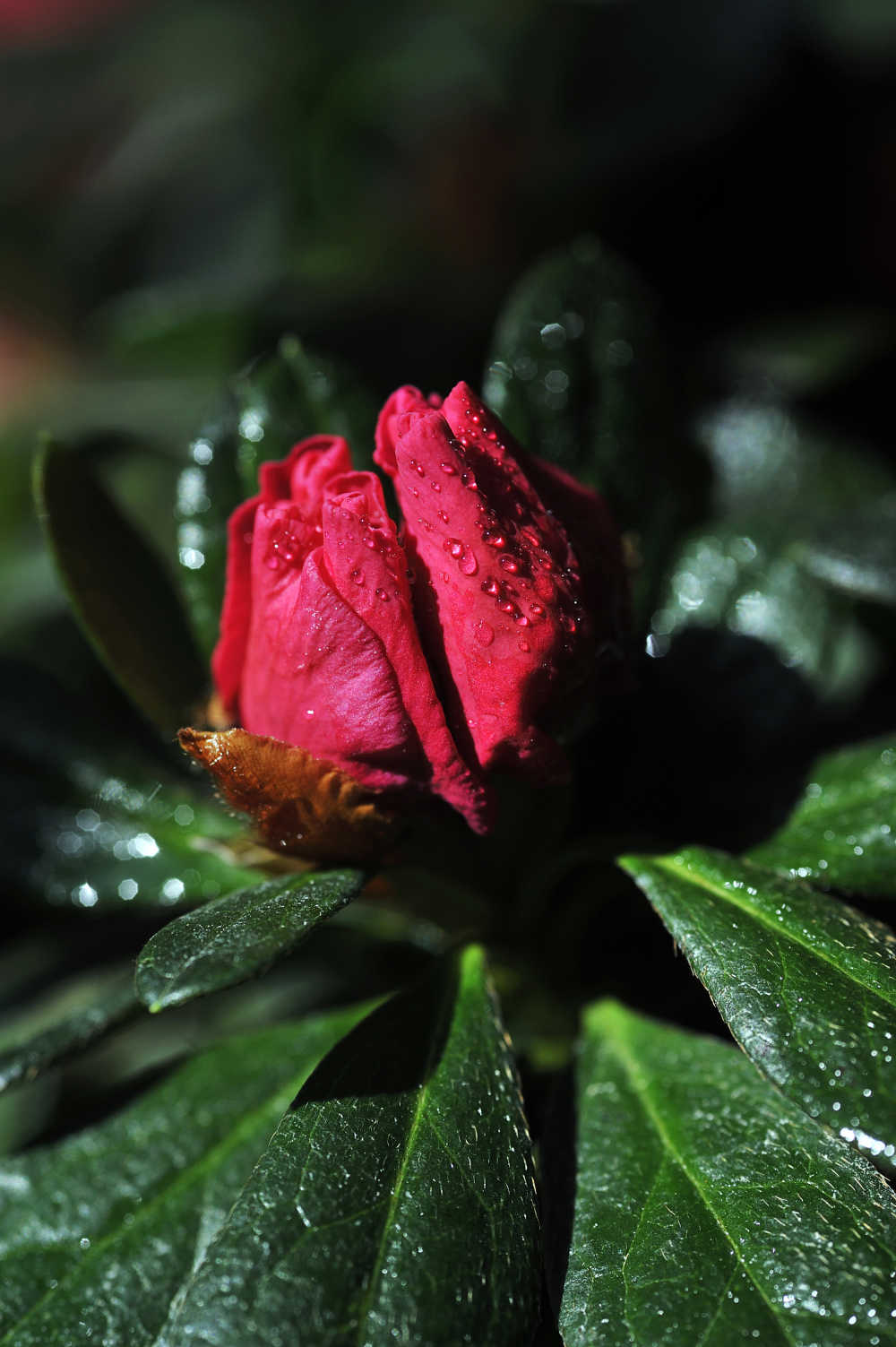 杜鹃花