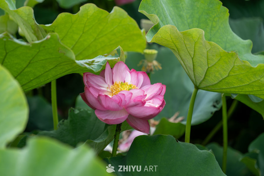 荷花 57
