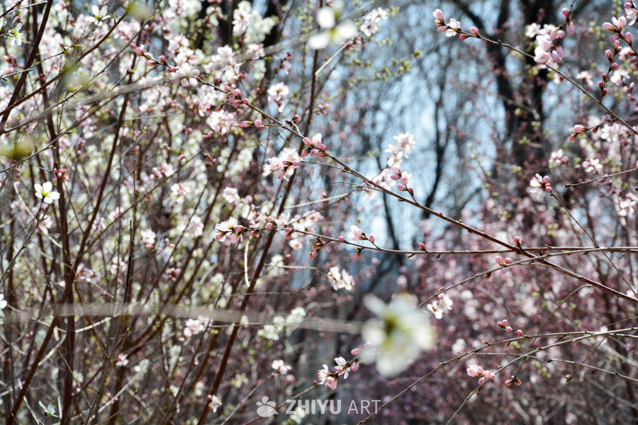 春花山桃