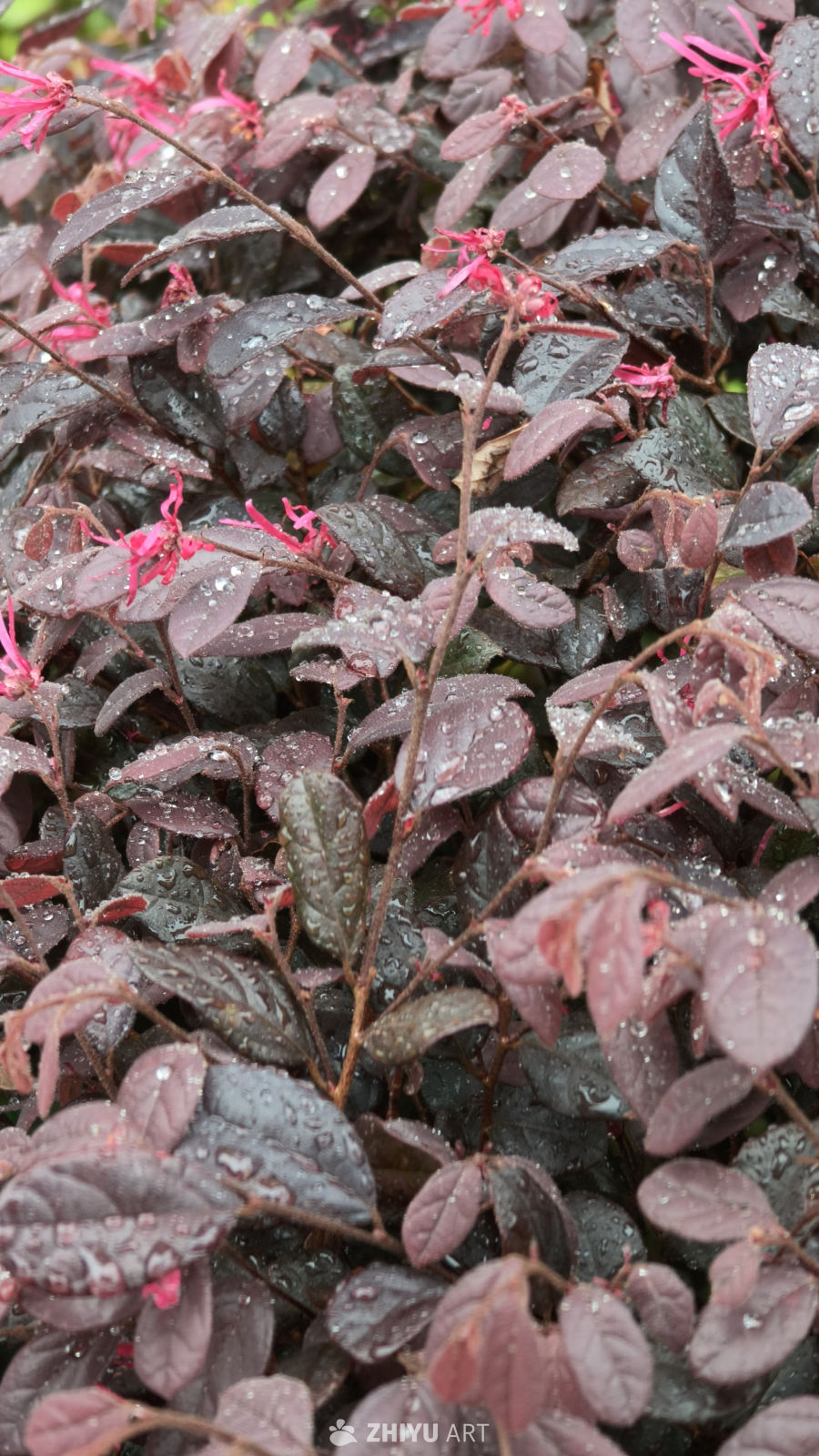 雨后紫叶植物