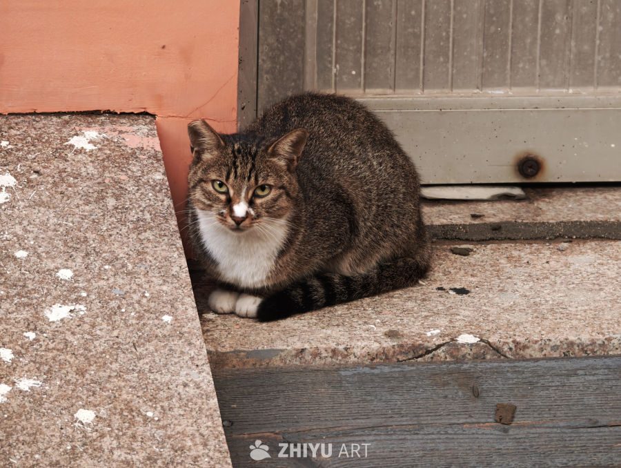 镜头里的猫猫