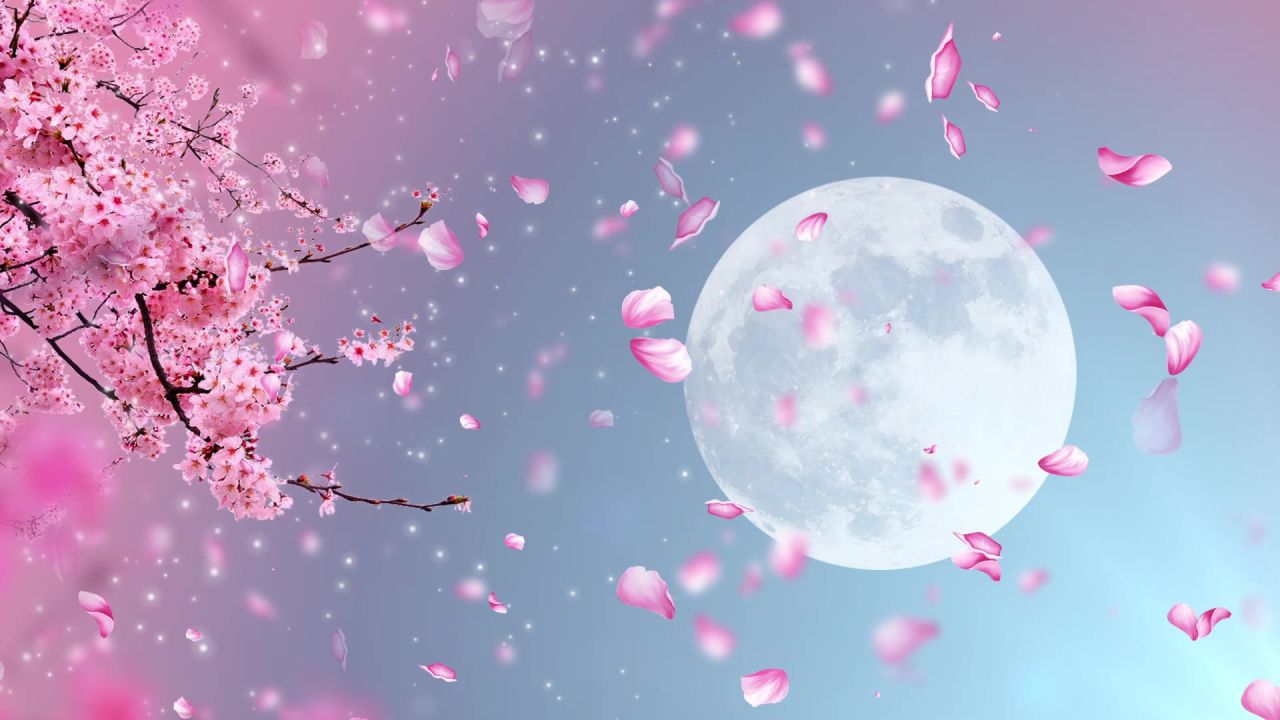 唯美桃花背景视频 3