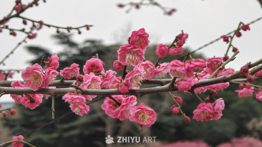 春天里盛开的红梅