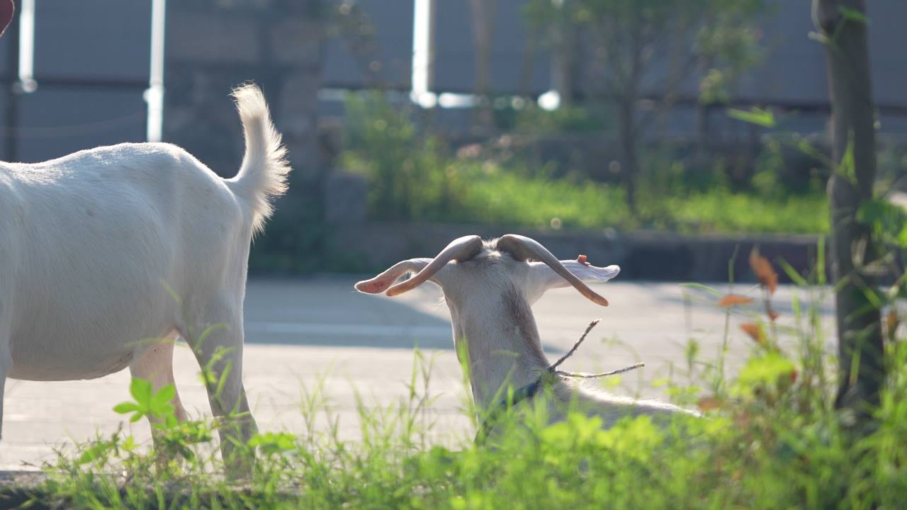 【实拍样片】索尼ILME-FX30-4K实拍原片视频 3