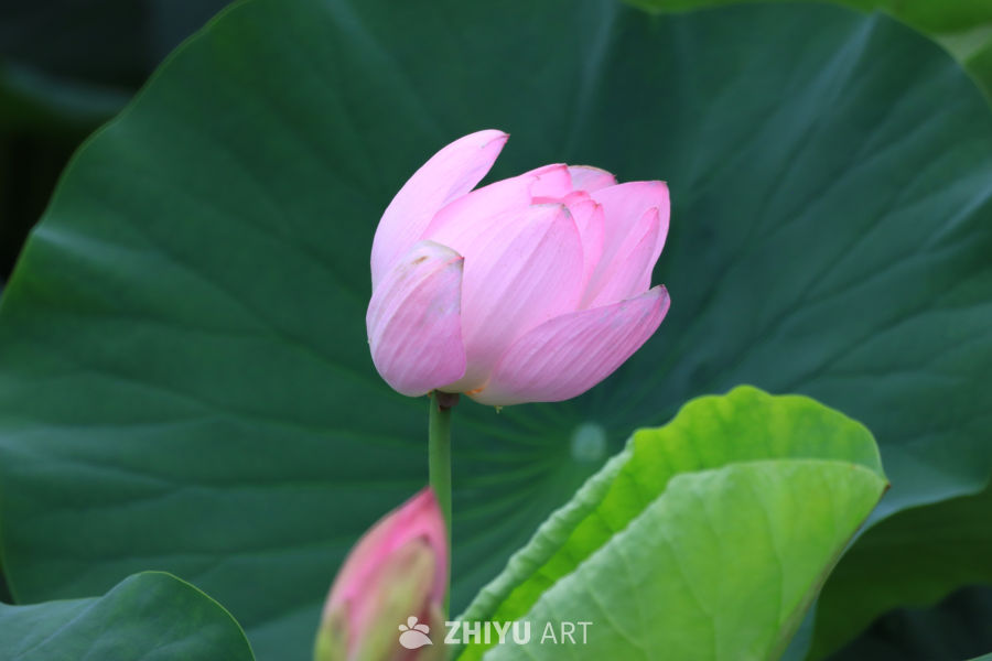荷花 60