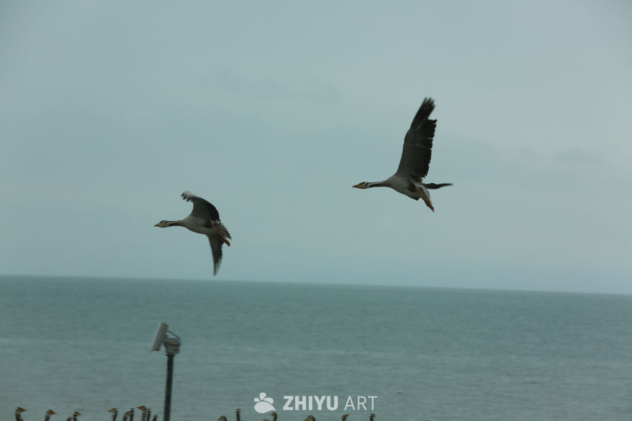 海鸥翱翔