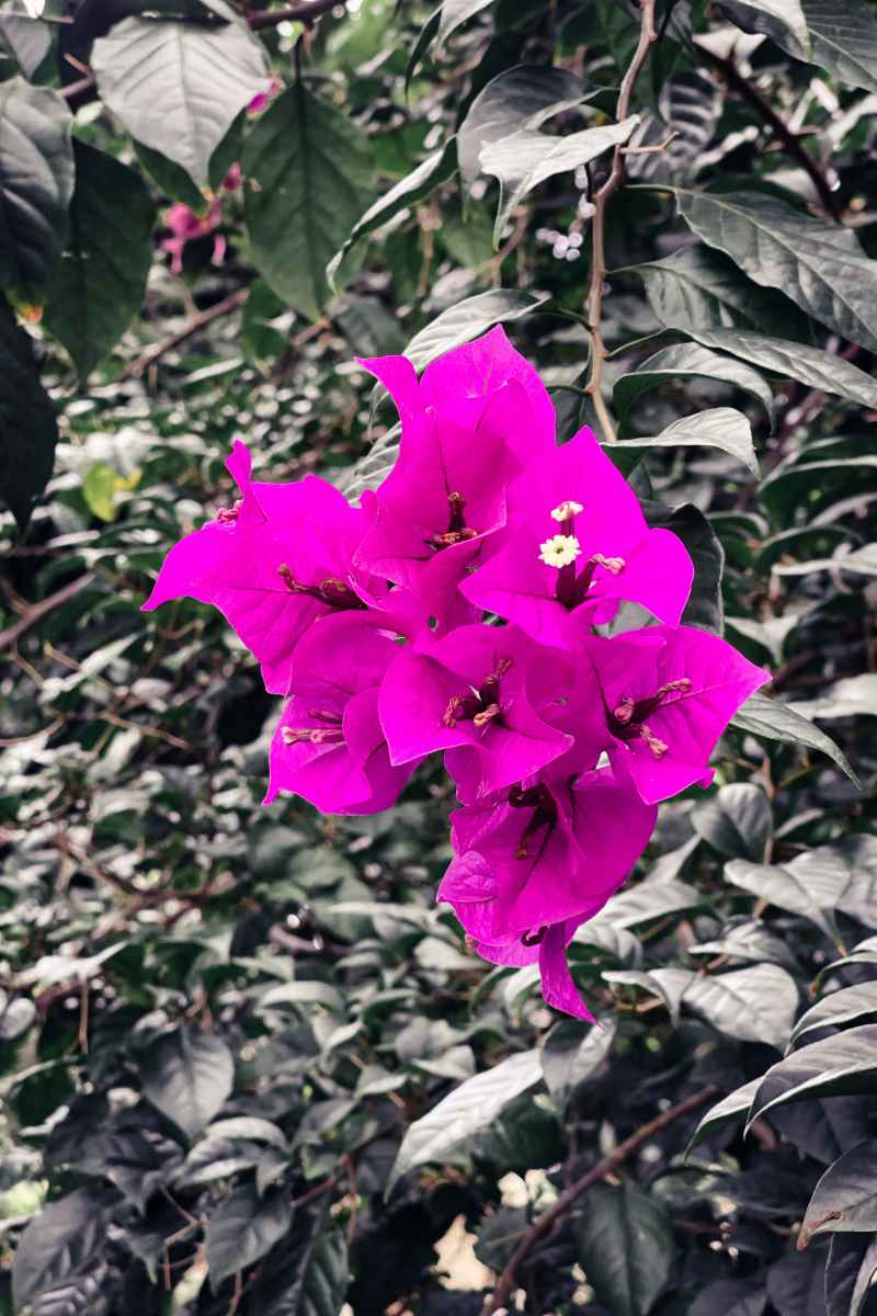 奇异的花