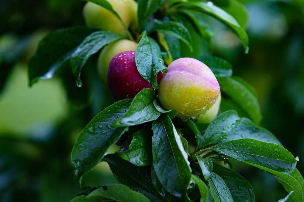 梨水果健康维生素