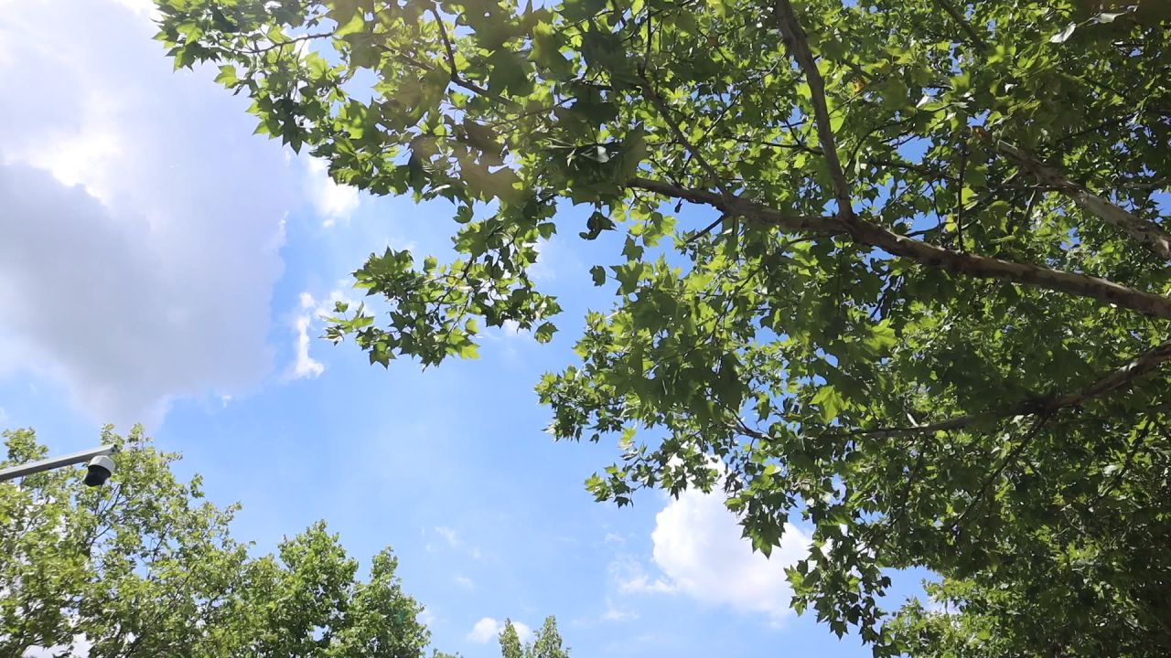 蓝天白云梧桐树