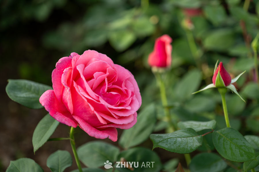 月季花 10