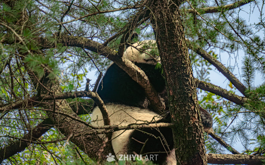大熊猫树上休憩图