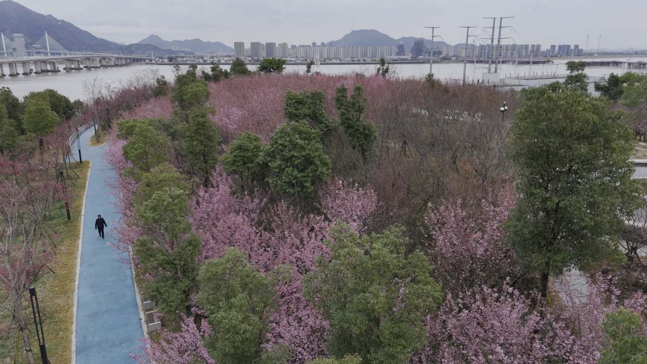 樱花盛开的城市公园