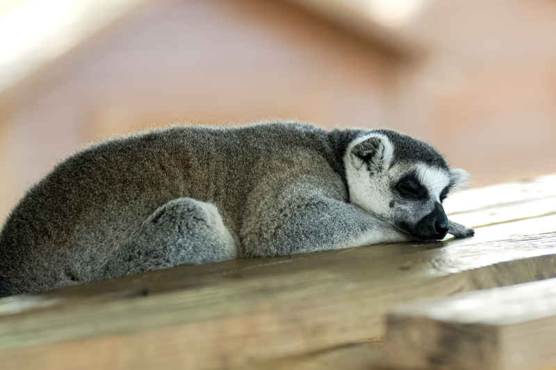 休息的环尾狐猴