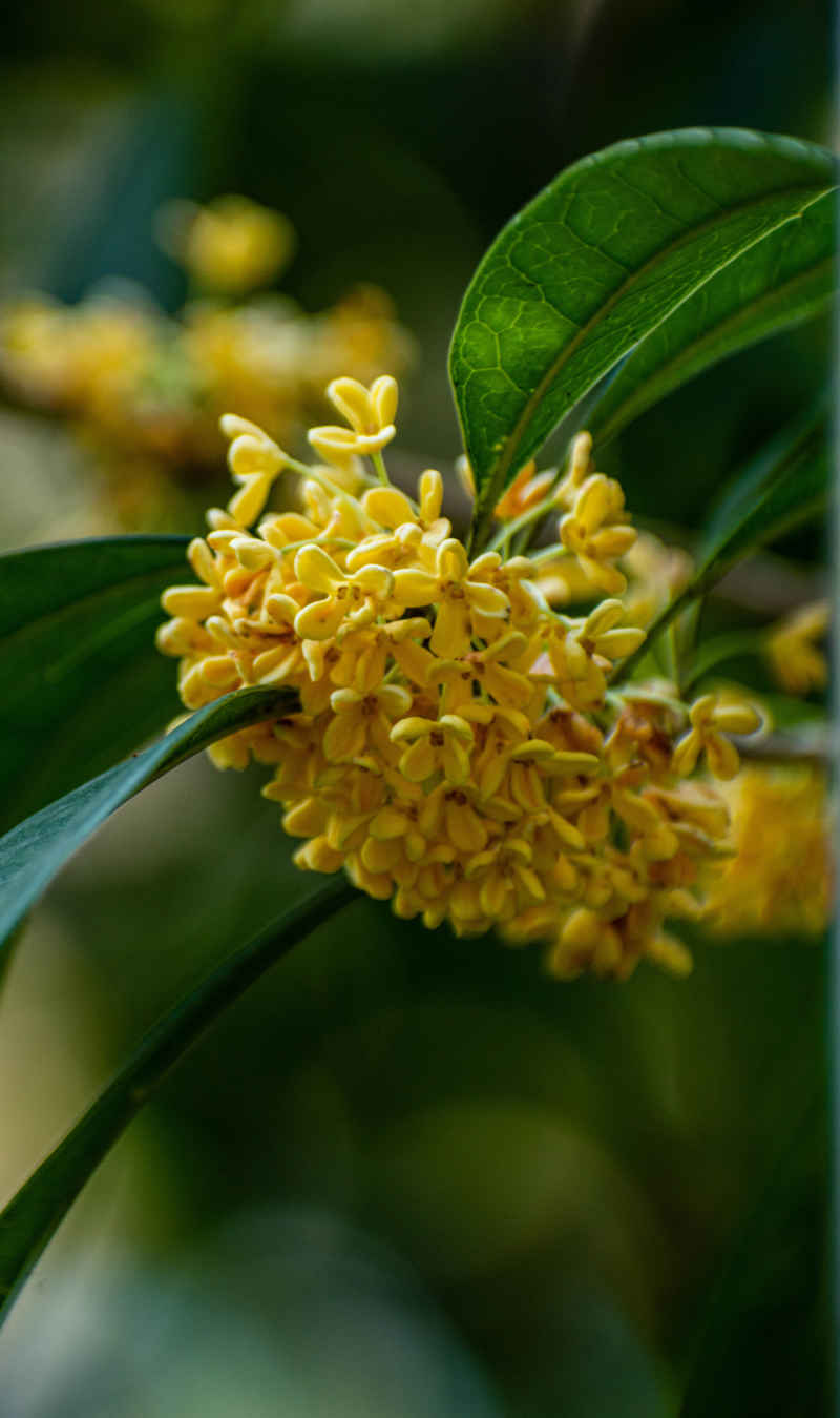 四川绵阳桂花、金桂特写 7