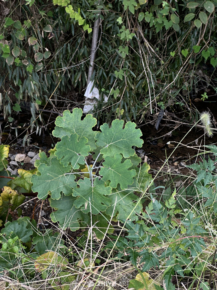 绿叶丛中的自然之美