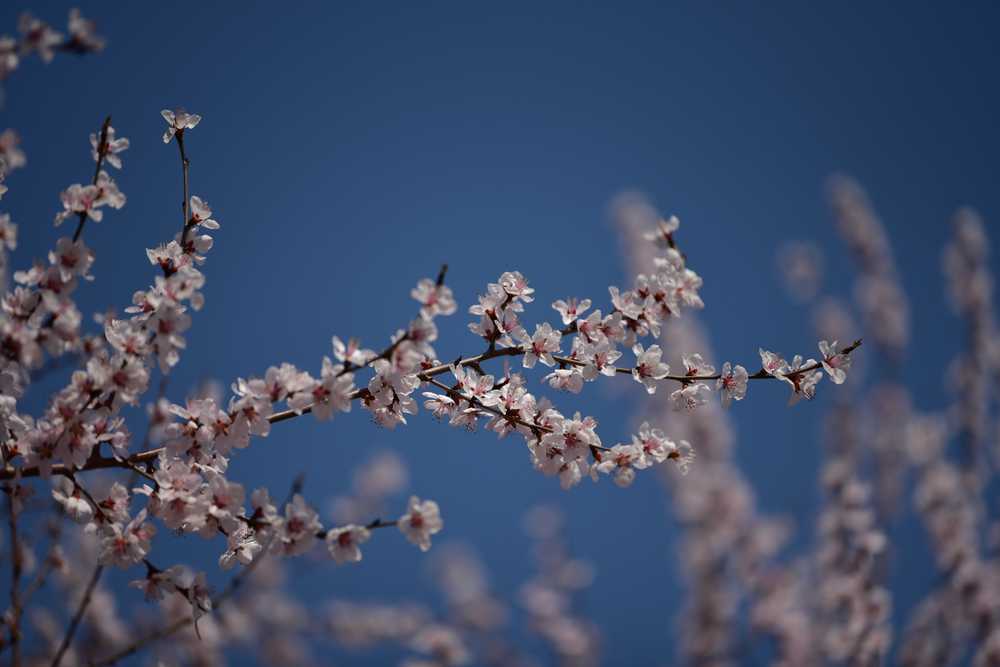 春花