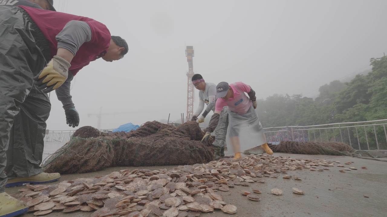 码头扇贝捕捞收获