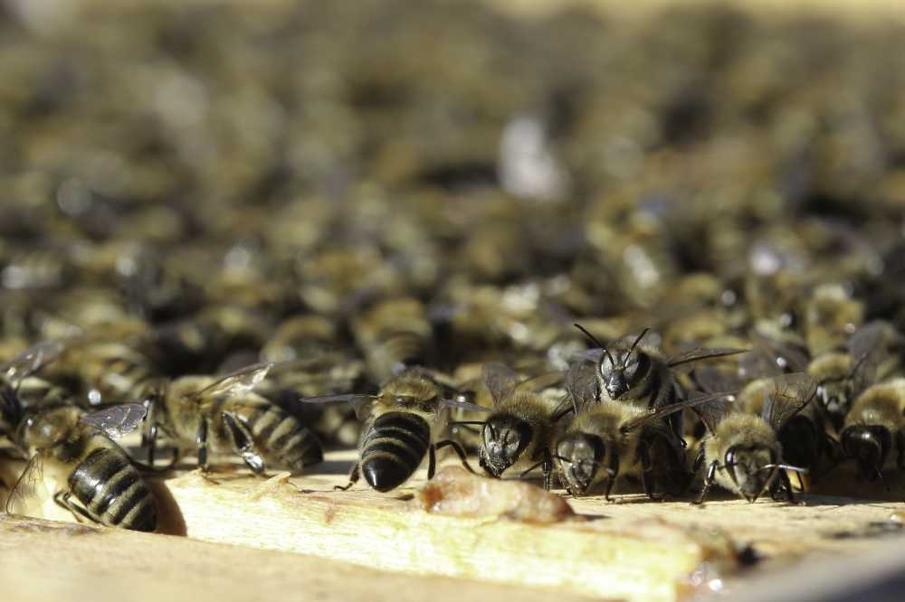 蜂箱养蜂人蜜蜂养蜂业