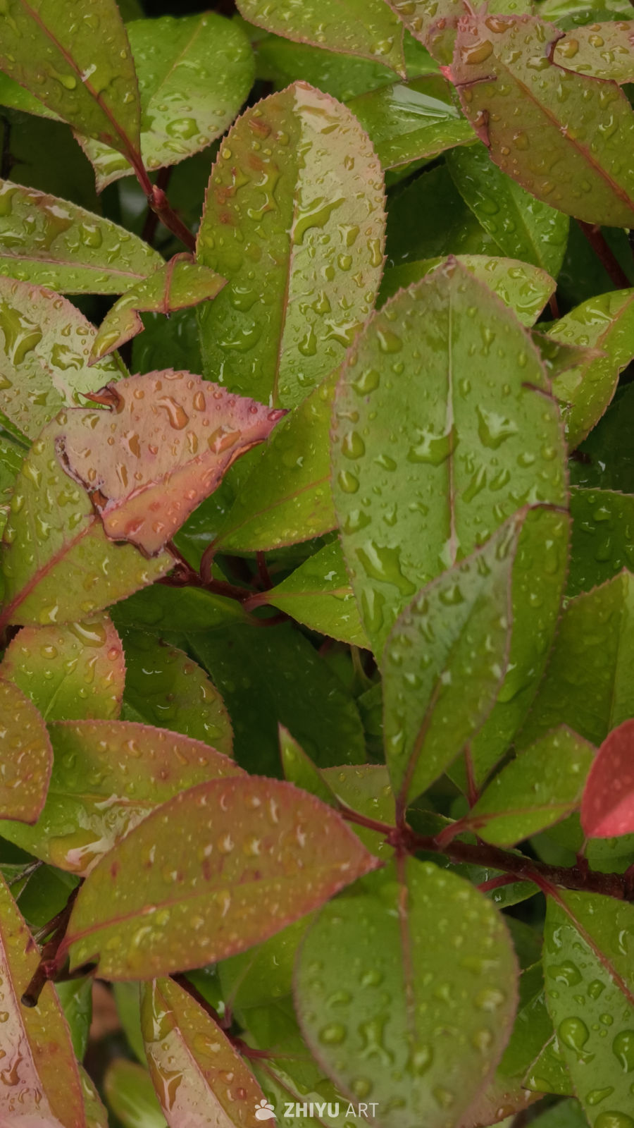 雨后绿叶