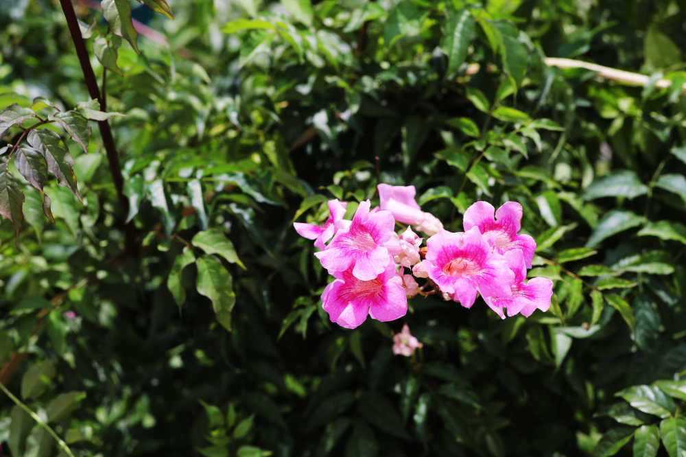 粉色的花