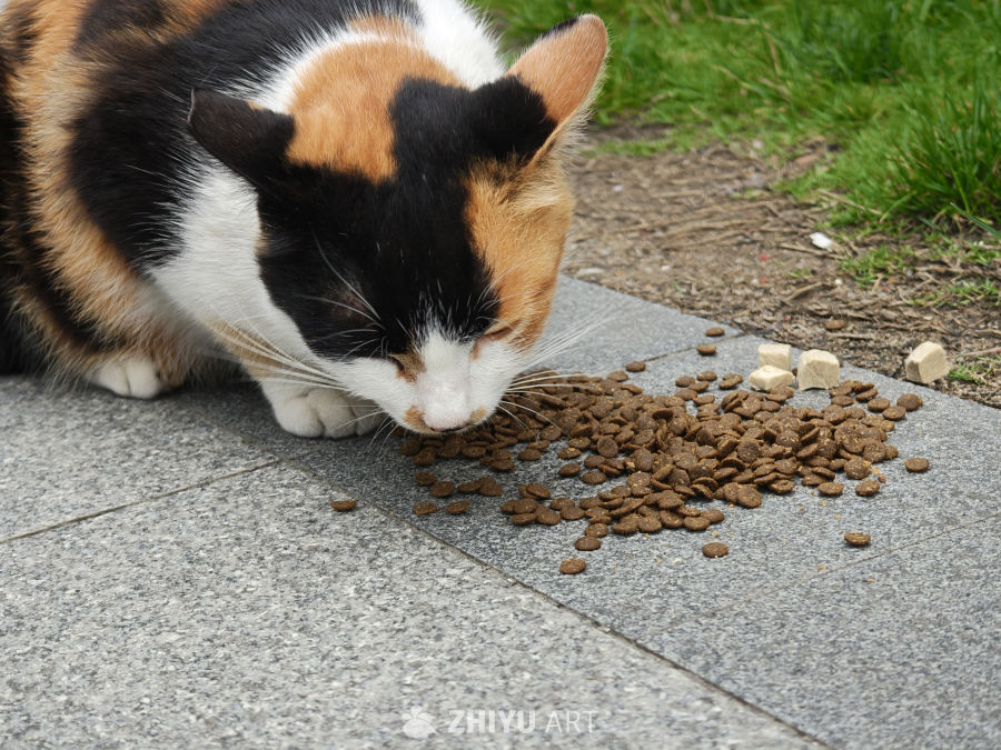 觅食的猫咪