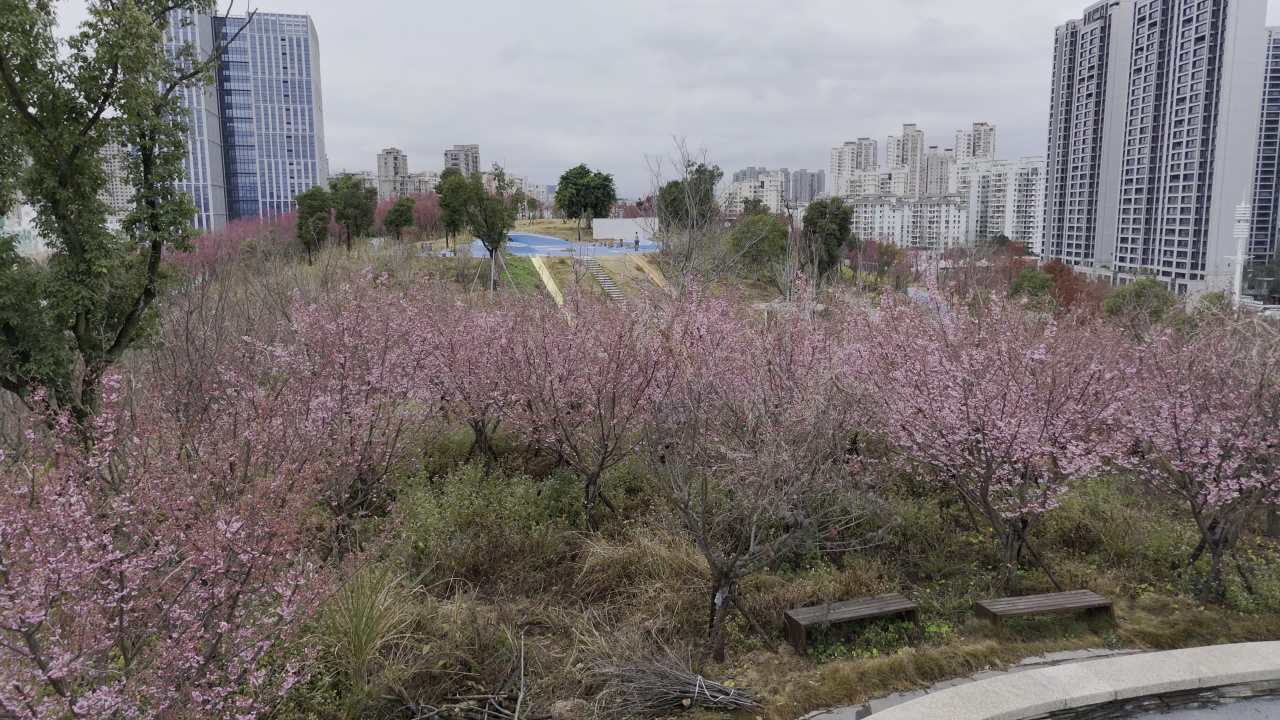 城市中的樱花乐园