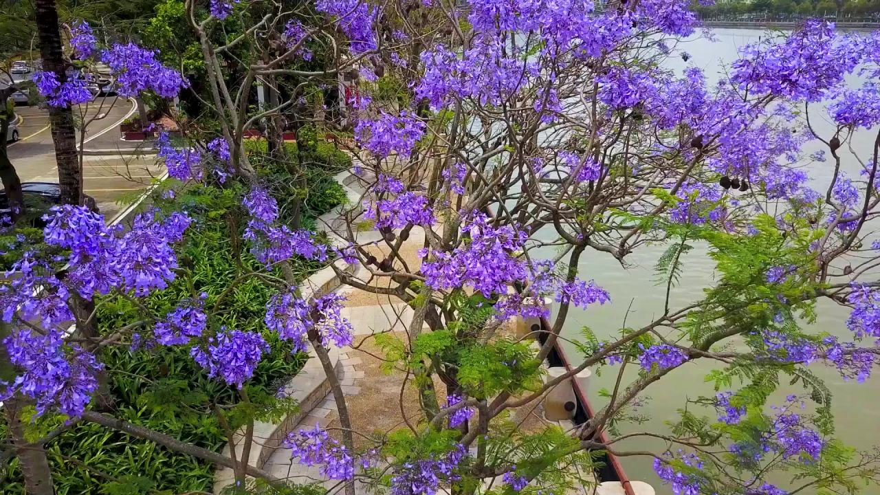 树上开满紫色的花1