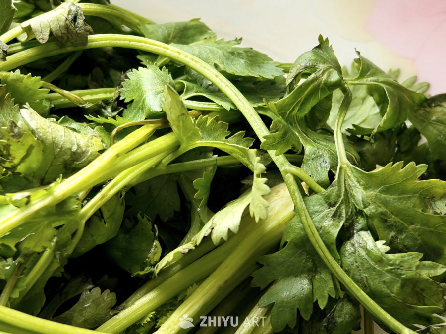 新鲜的香菜