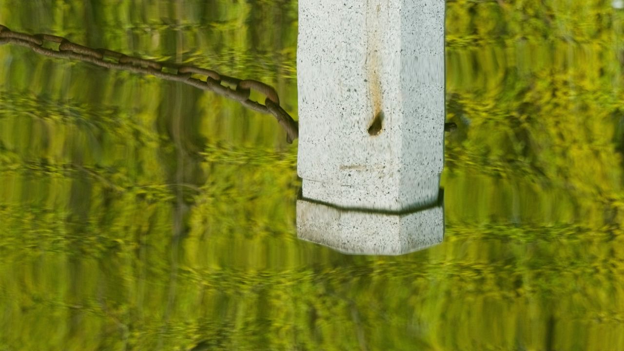 植物树木春天夏天绿油油生机盎然