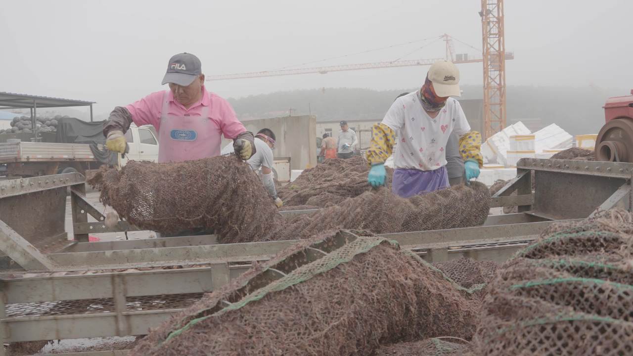 海鲜贝类捕捞加工现场