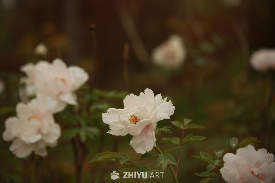 静谧的花海