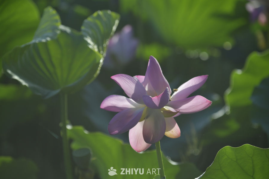 粉红莲花与绿叶
