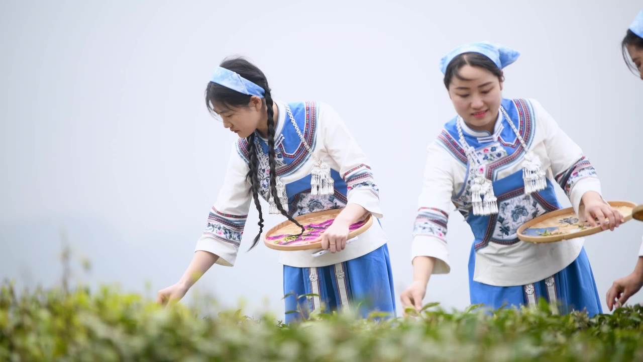 4k少数民族茶山采茶  茶叶宣传片