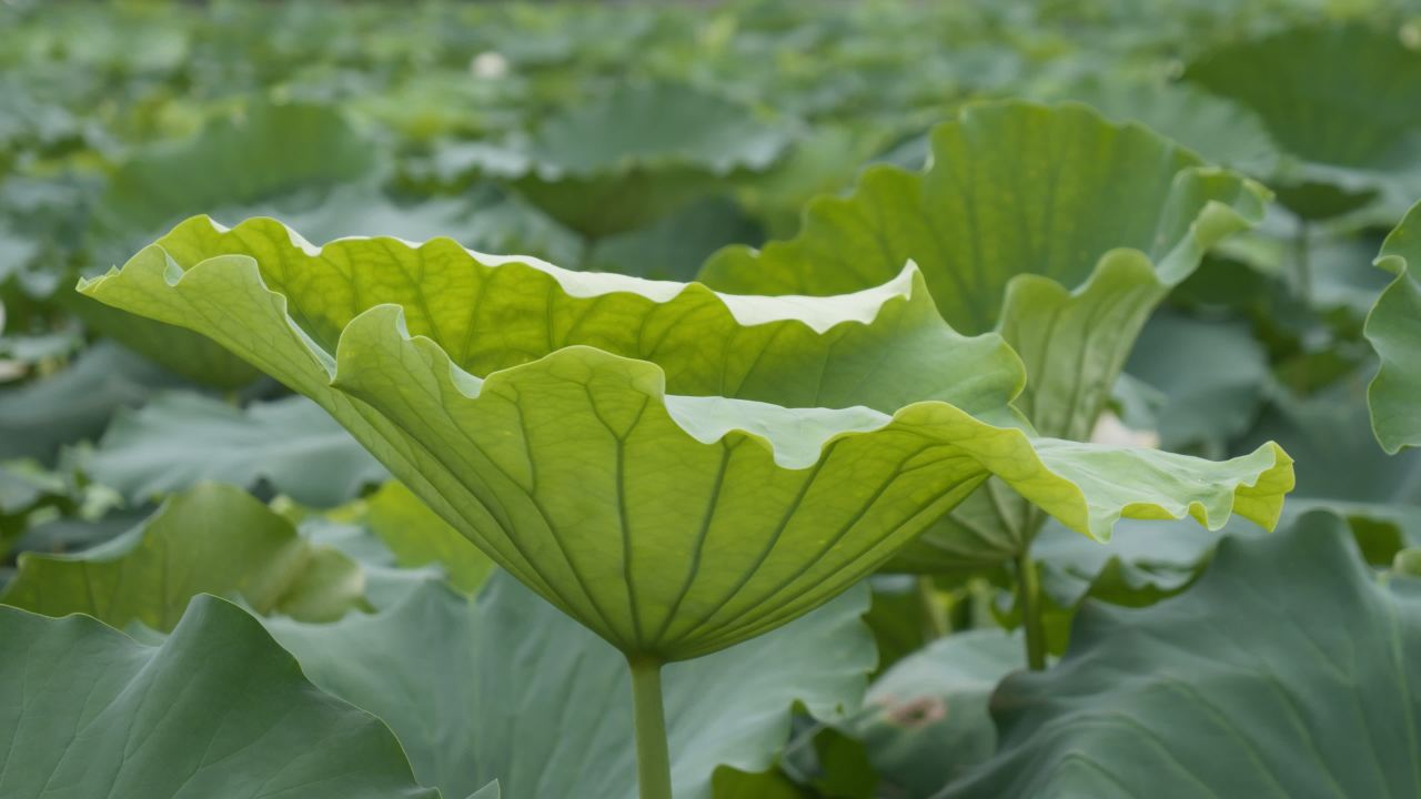 夏天池塘荷花荷叶莲蓬蜻蜓 2