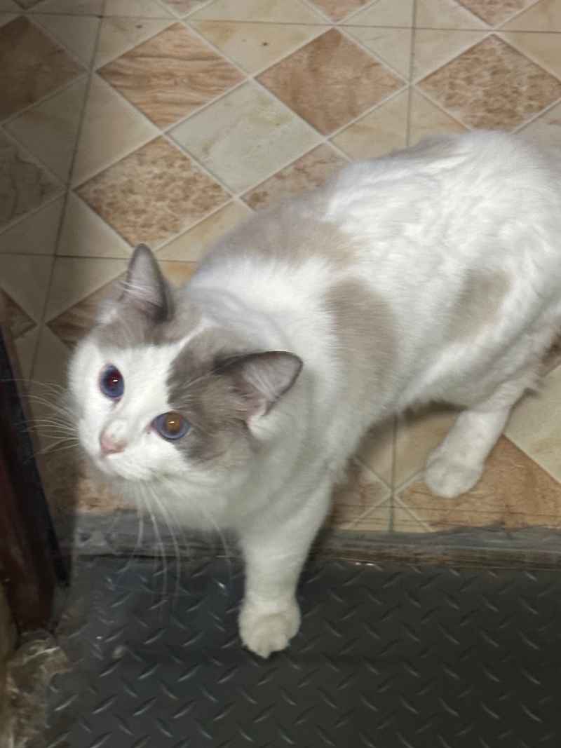 可爱的猫猫，谁能抗拒呢 18