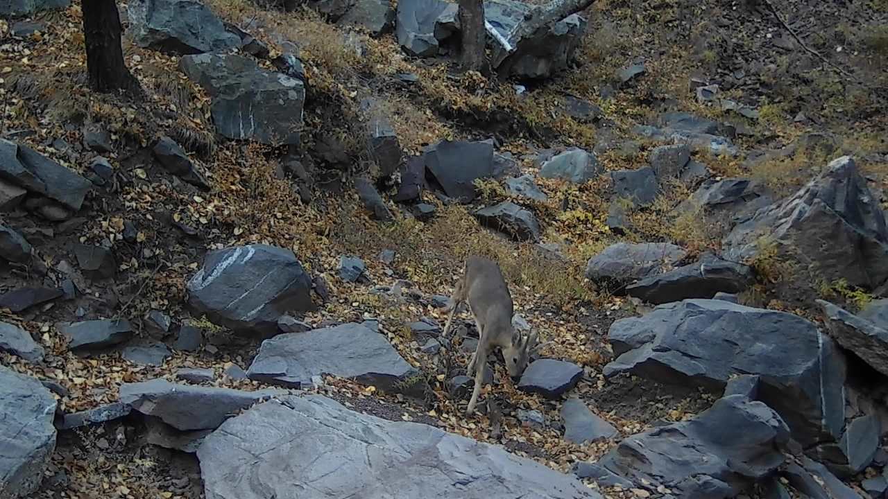 监控里的野生动物