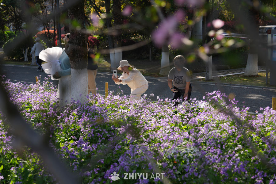 紫花盛开的公园