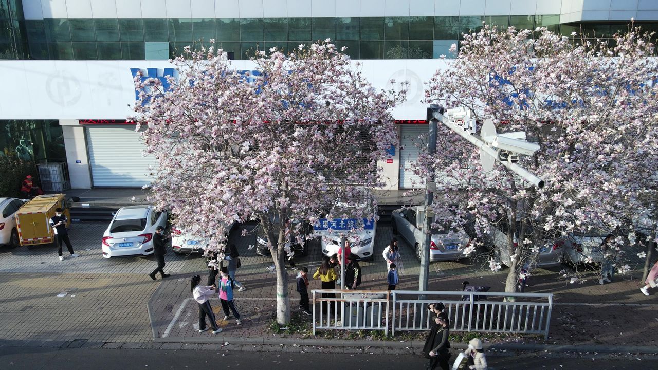 平顶山湛北路玉兰花航拍空镜