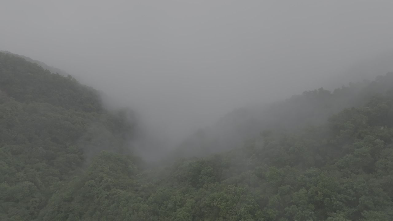 雾中森林