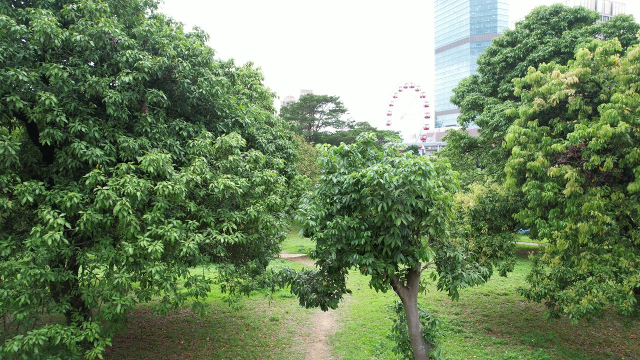 春天的荔枝林航拍 5