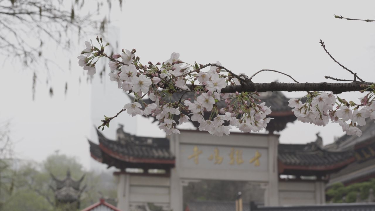南京樱花拍摄