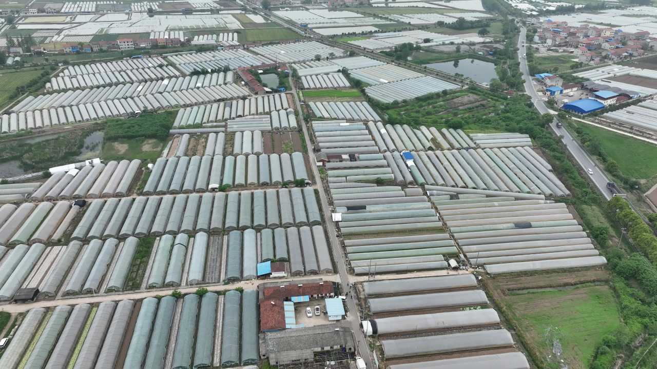大棚蔬菜