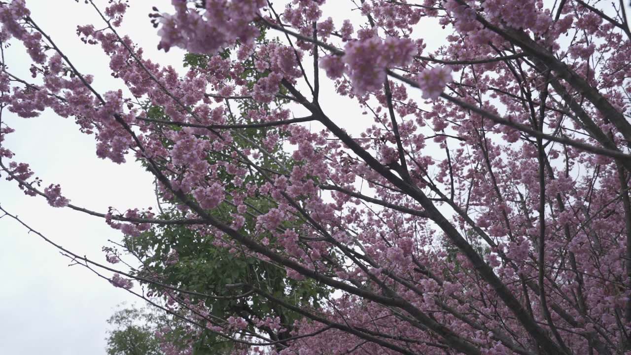 樱花盛开的春天