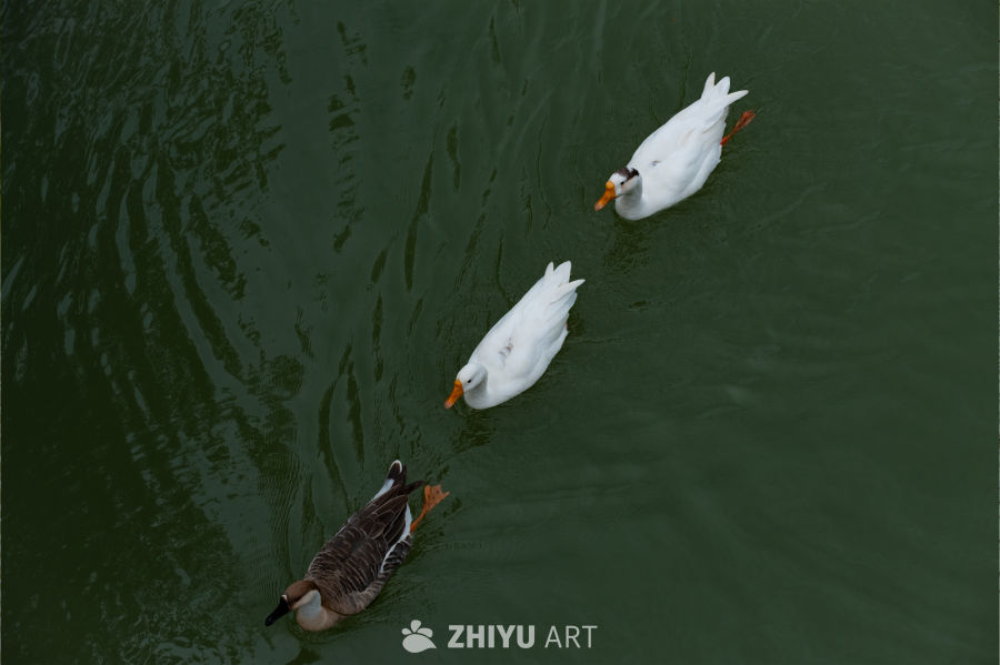 三鸭戏水图
