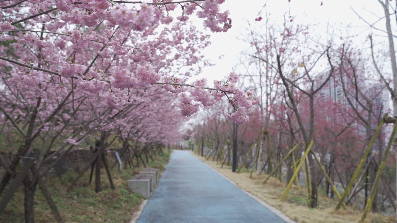 樱花隧道
