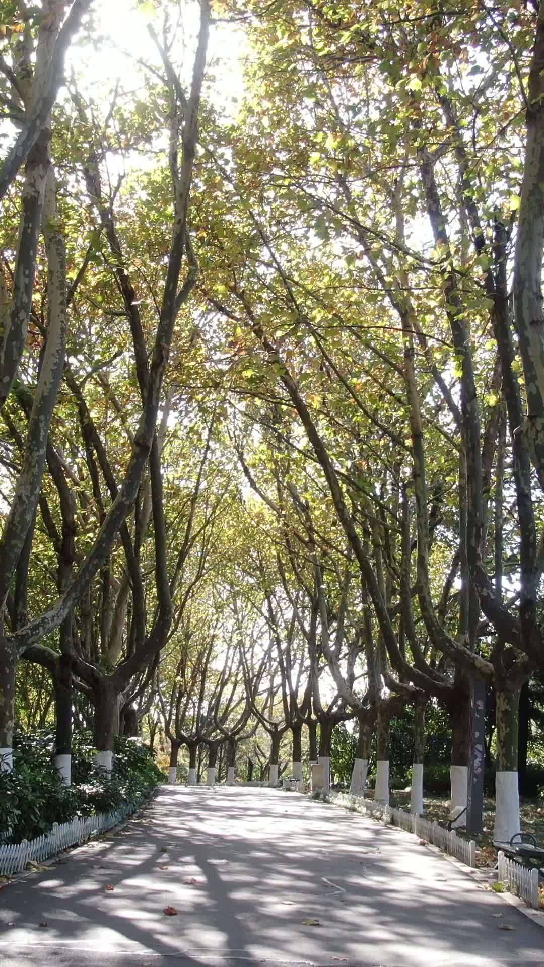 秋日林荫道